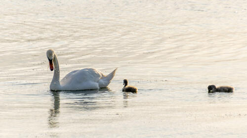 Swan parenting